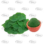 Bhagvat Prasadam Natural Ayurvedic Sargwa Leaf Powder