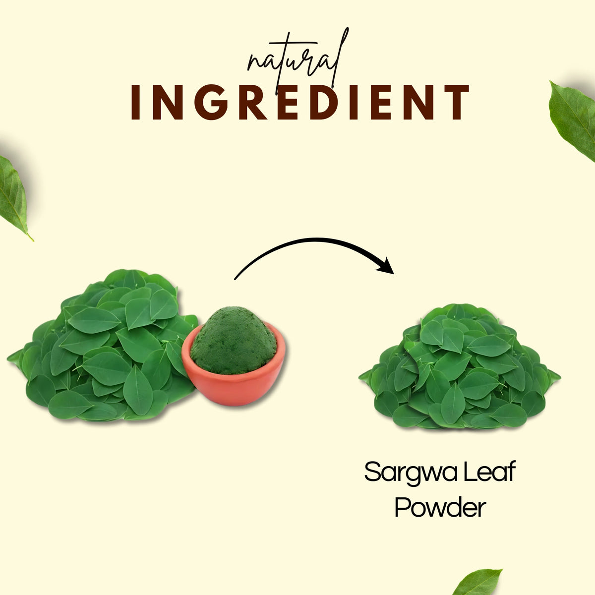 Bhagvat Prasadam Sargwa Leaf Powder ingredients and usage