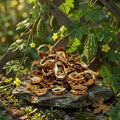 Traditional Karela Kashri 