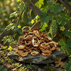 Traditional Karela Kashri 